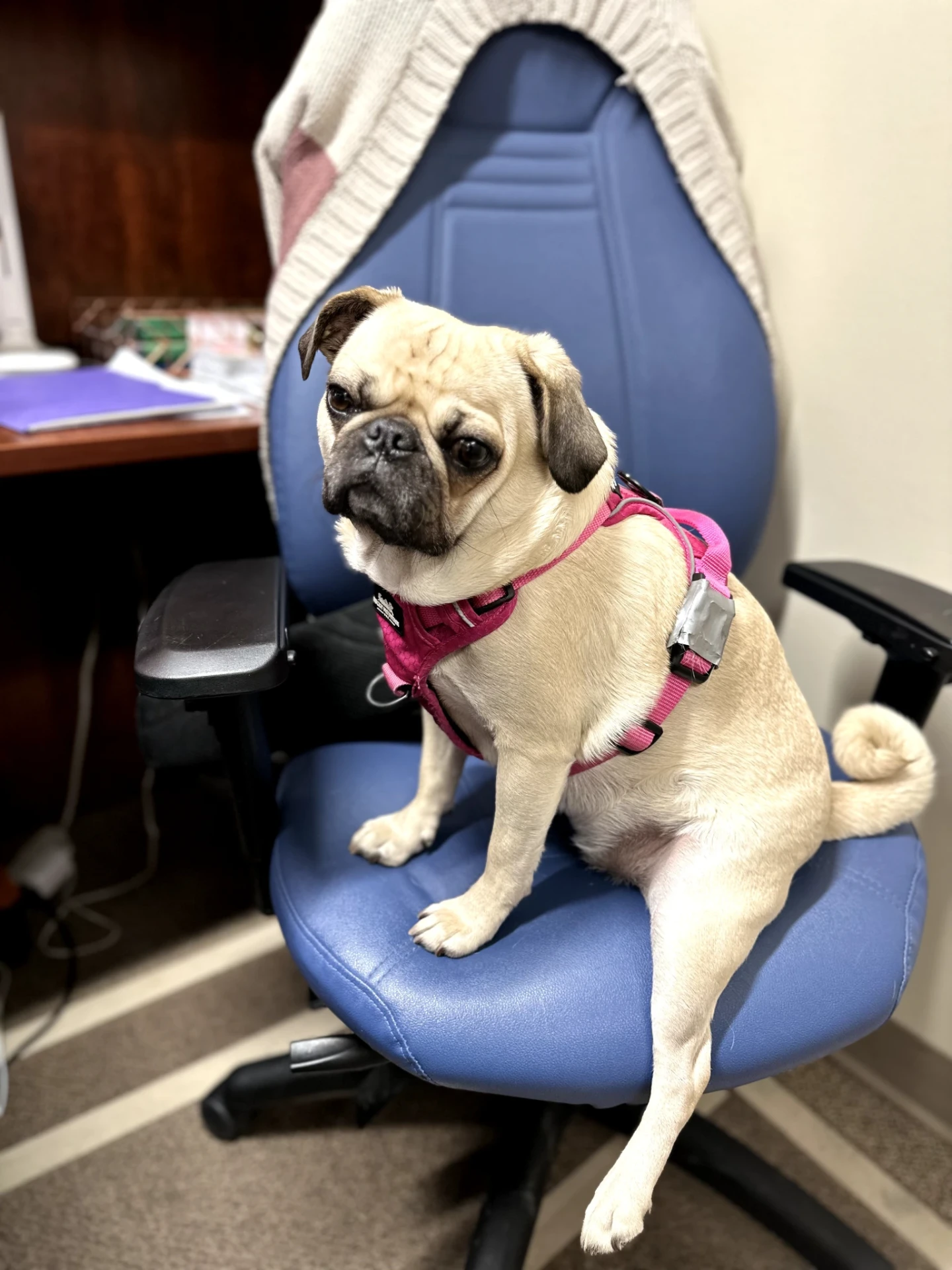 Sophie, the office dog at Patterson Counselling Services, Red Deer, Alberta
